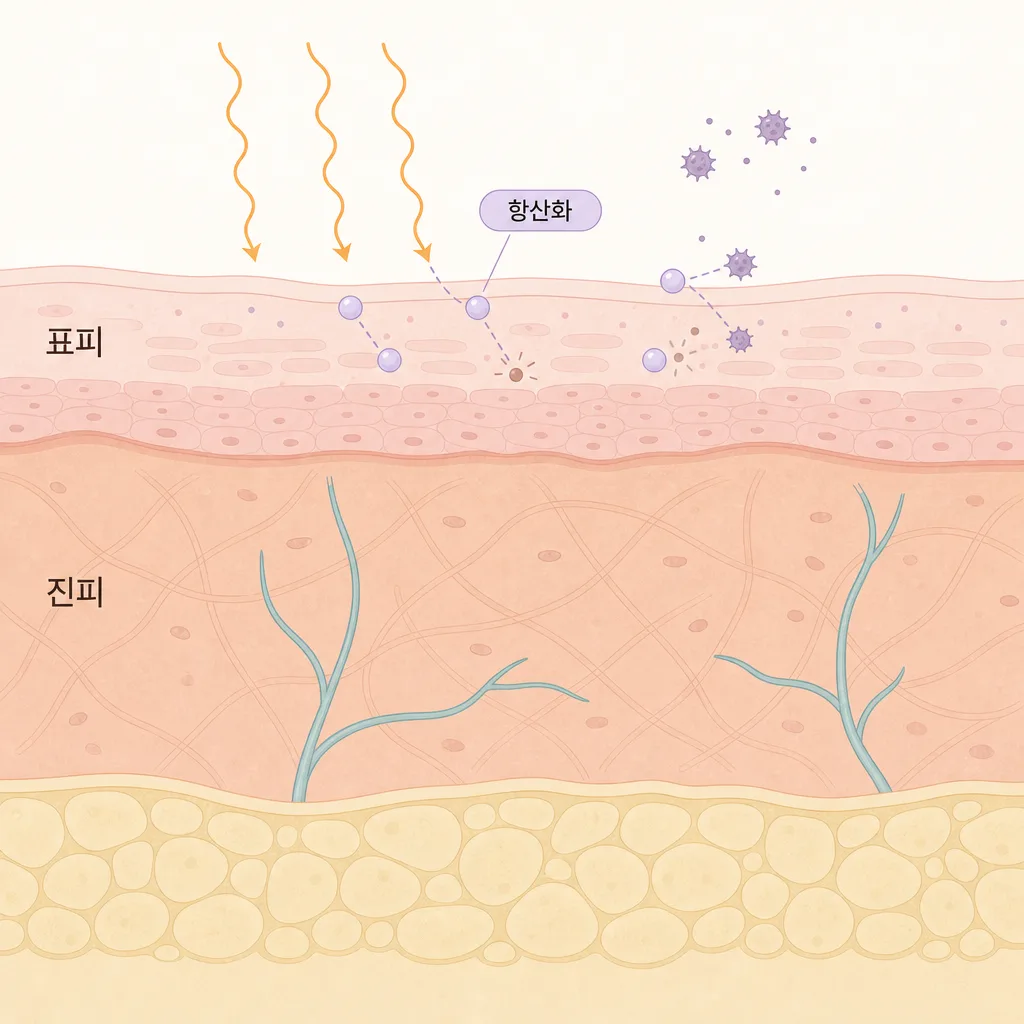 표피·진피와 항산화 성분이 자외선 자극을 줄이는 모습
