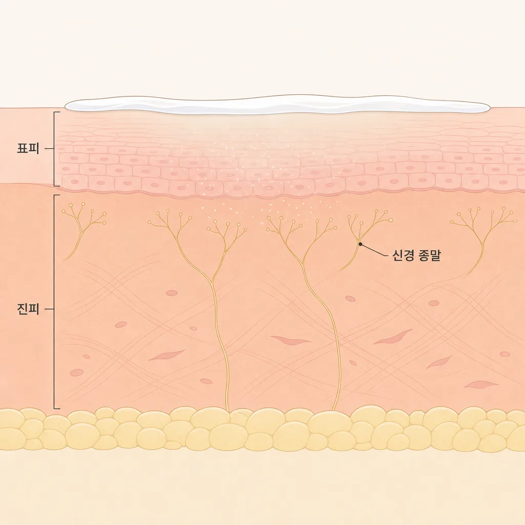 乳膏塗抹於表面後滲透至真皮層神經末梢的過程
