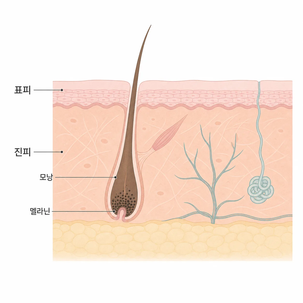 표피와 진피 속 모낭, 그리고 멜라닌*이 모인 모낭 뿌리