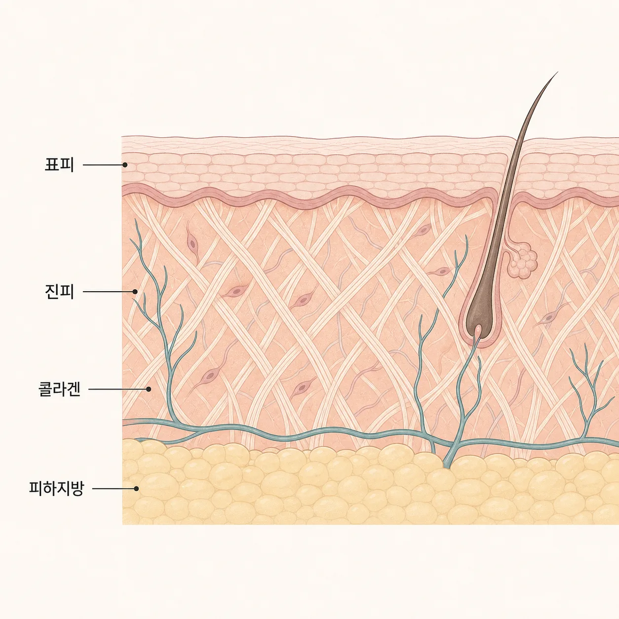 진피층을 촘촘히 채운 콜라겐 그물망과 피부 단면