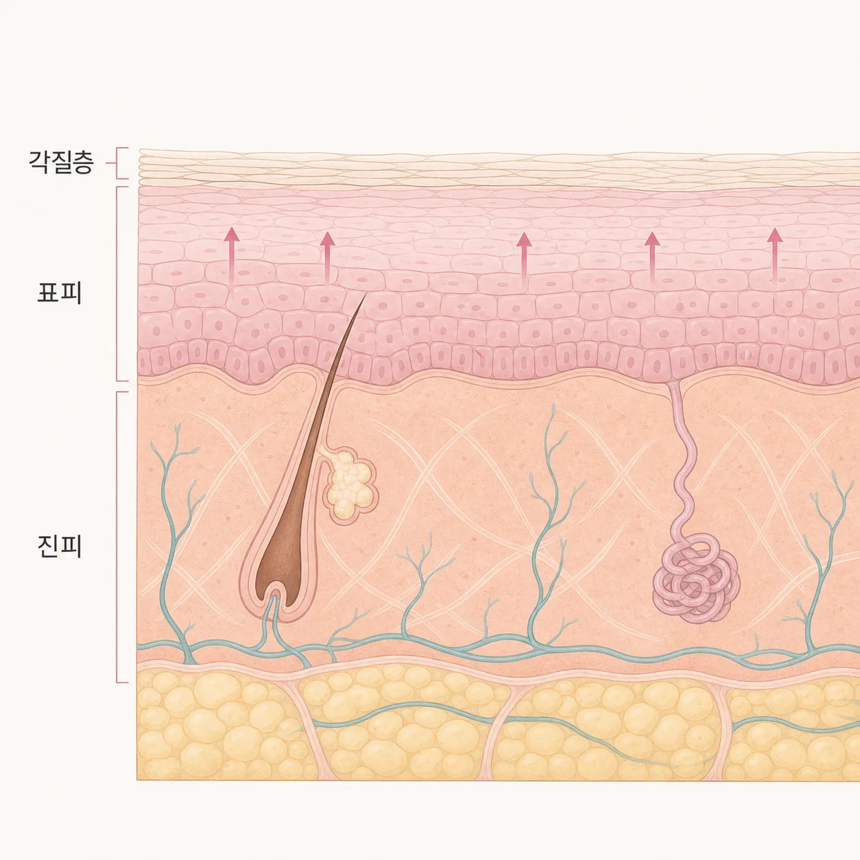 각질층부터 진피까지 이어지는 피부 단면