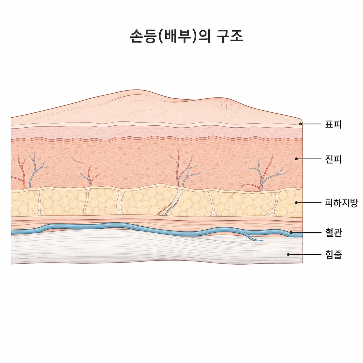 얇아진 피부와 피하지방 아래로 드러나는 힘줄과 혈관