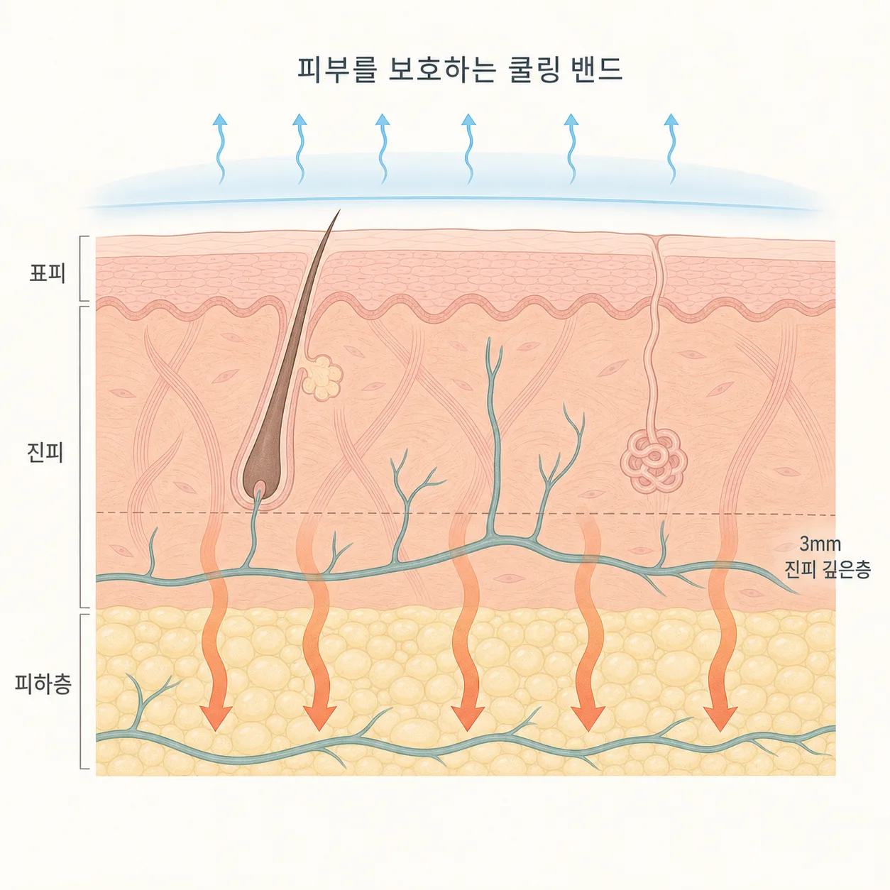 표피 아래 진피와 피하지방층으로 열이 전달되는 구조
