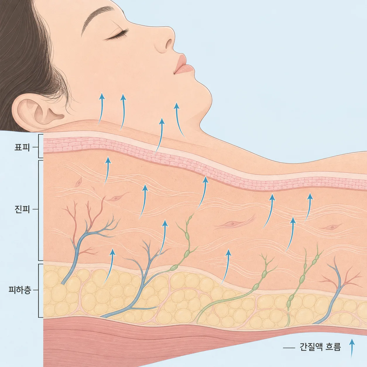 누운 자세에서 수분이 상체로 이동하는 모습을 단순화한 그림이에요.