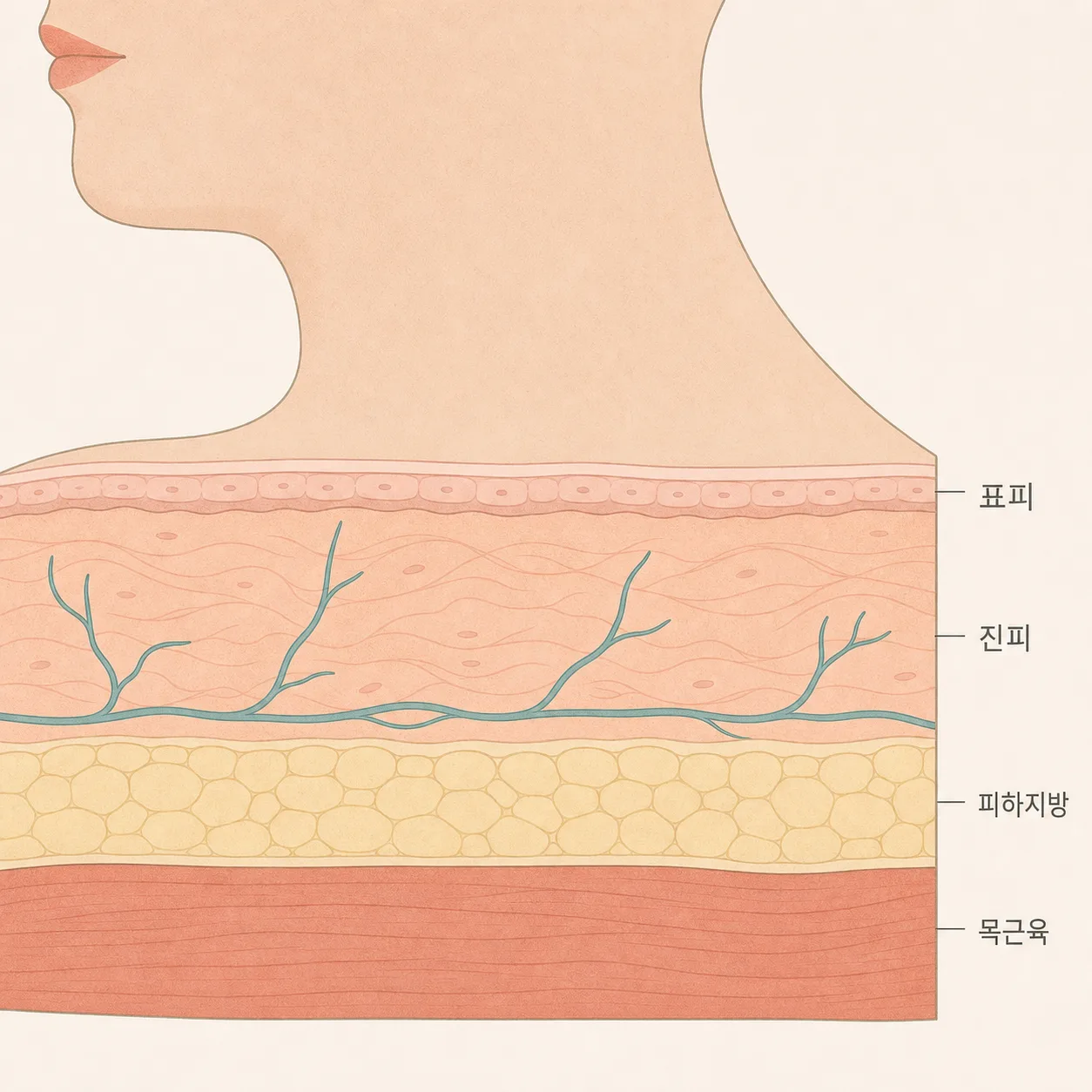 얇은 목 피부의 표피부터 근육층까지 단면