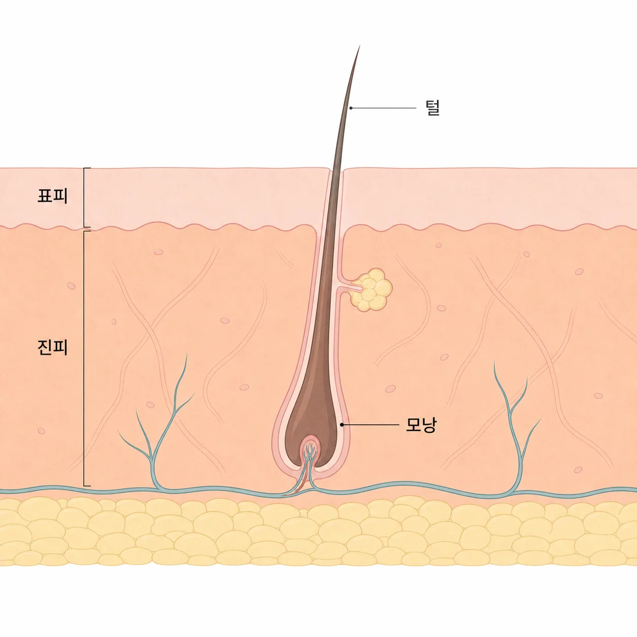얼굴 피부 속 모낭과 털의 단면