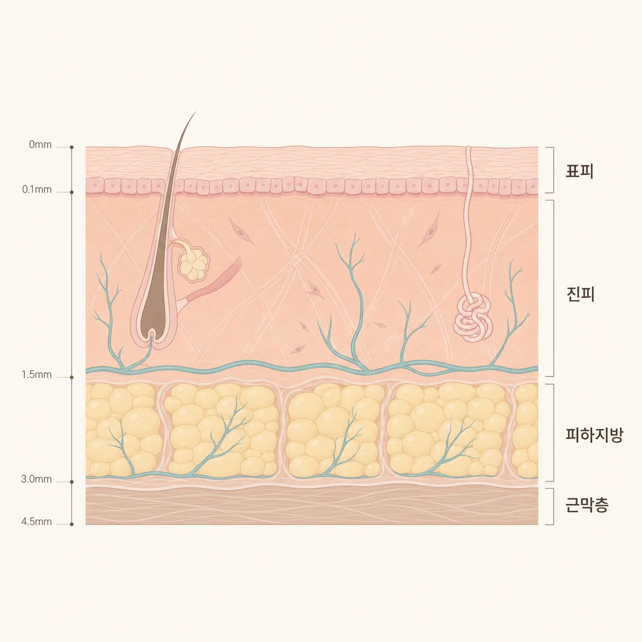표피에서 근막층까지, 피부는 여러 층으로 쌓여 있어요