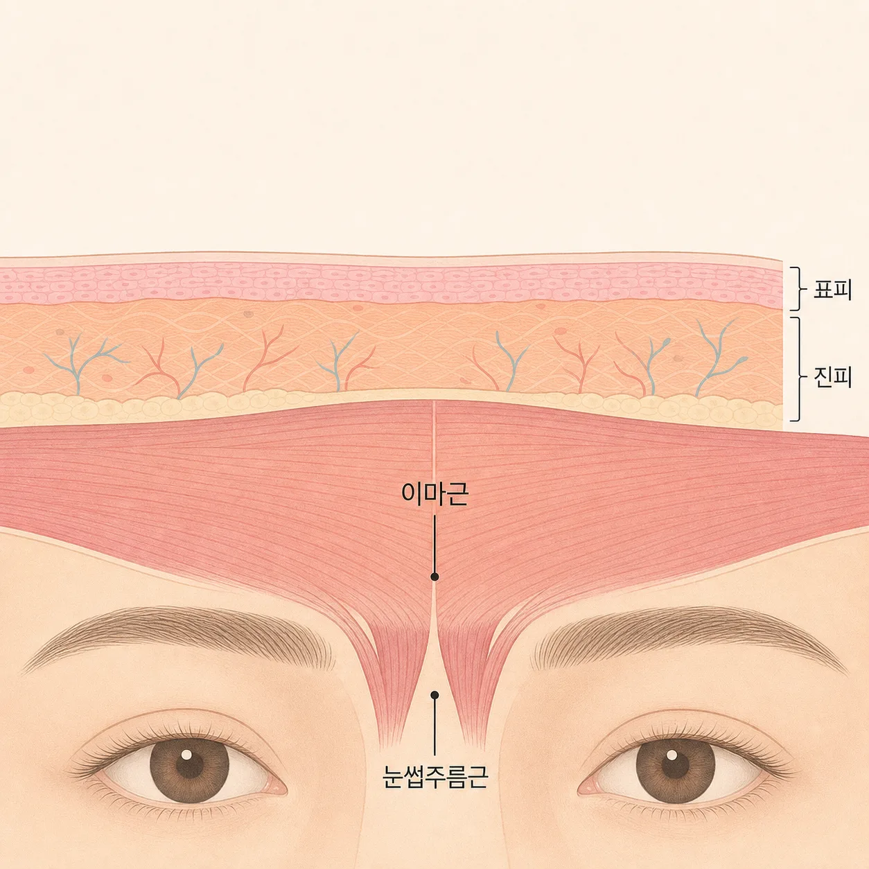이마근과 눈썹주름근 — 표정 주름이 생기는 자리