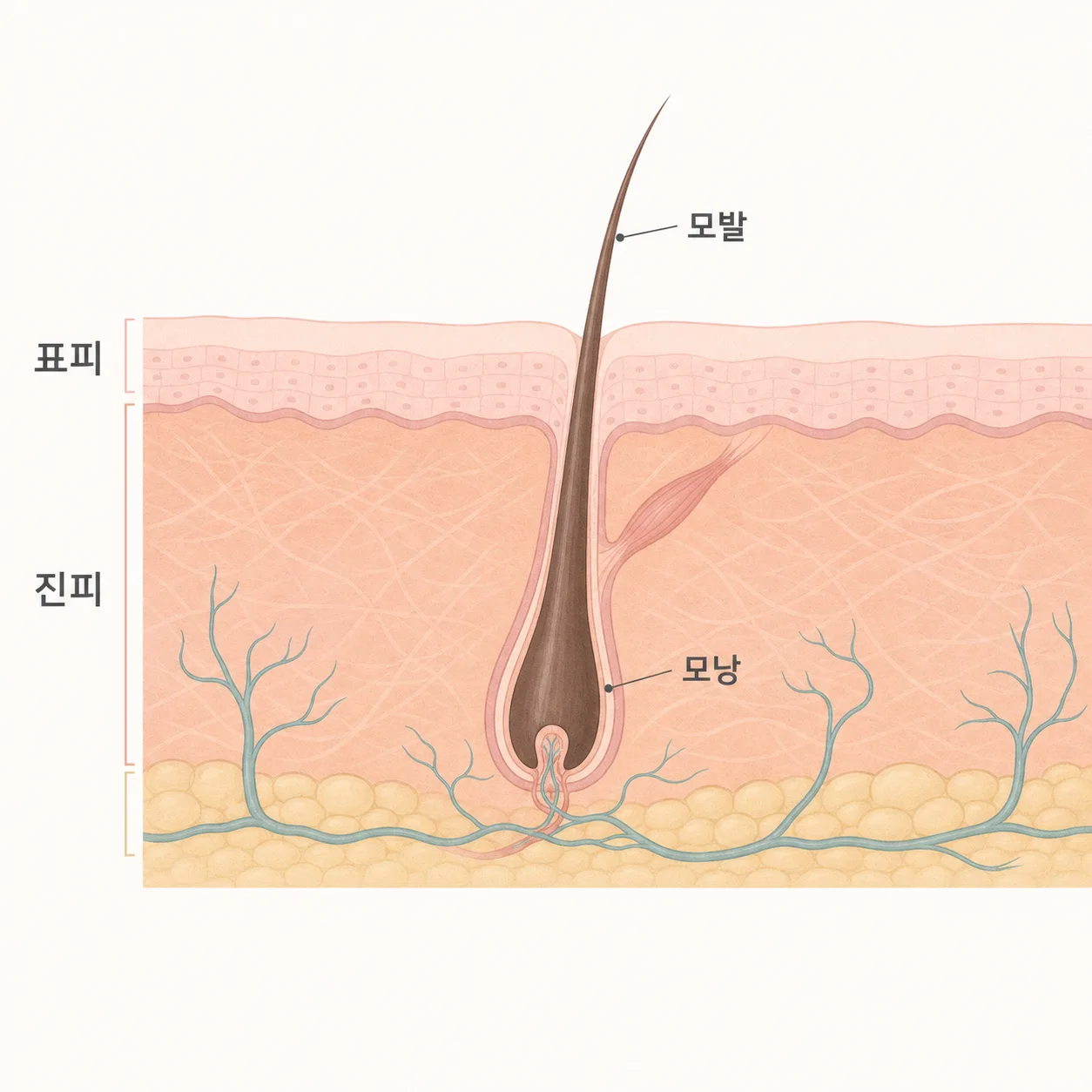 두피 표피·진피와 모낭에서 자라나는 모발
