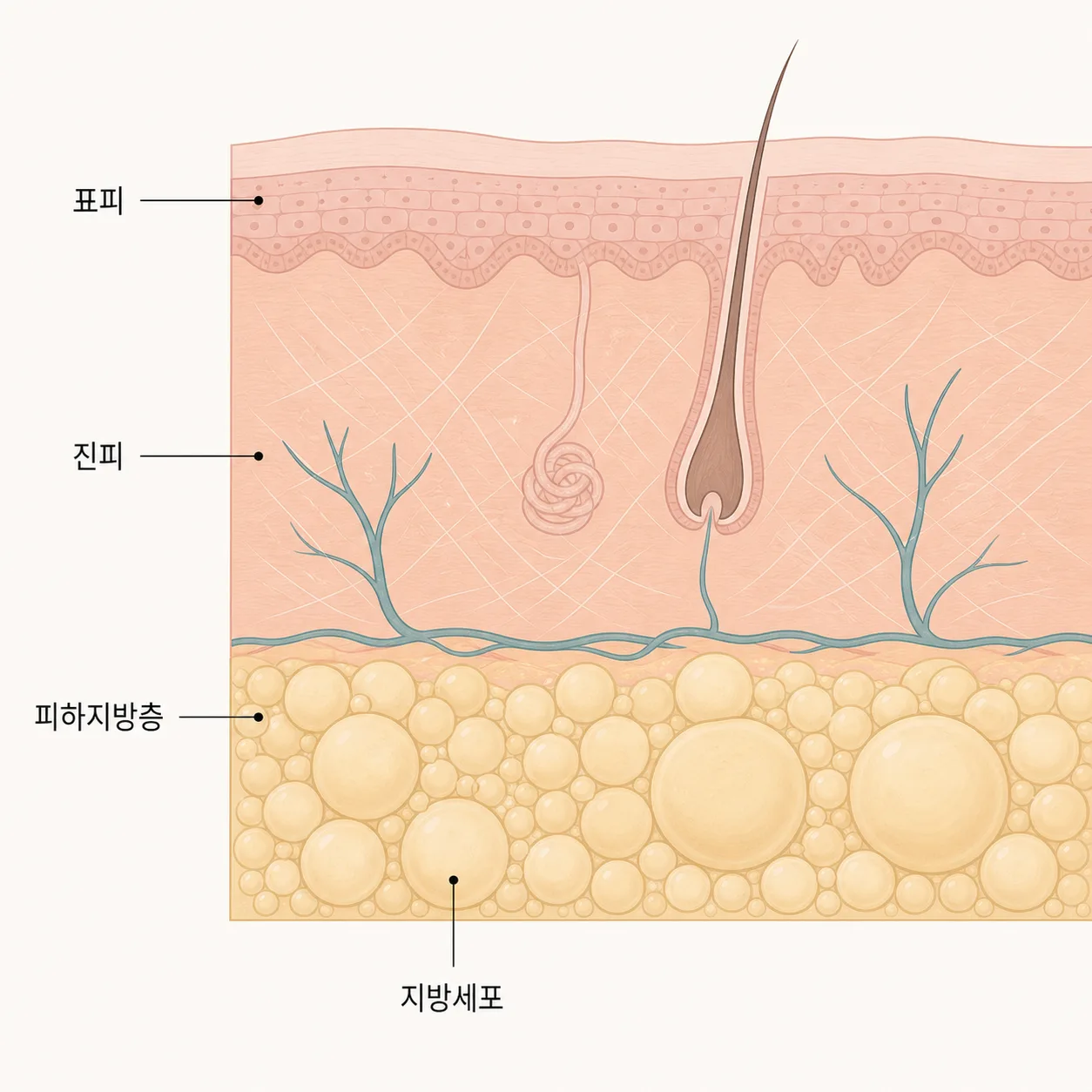 피부층 아래 크기가 제각각인 지방세포