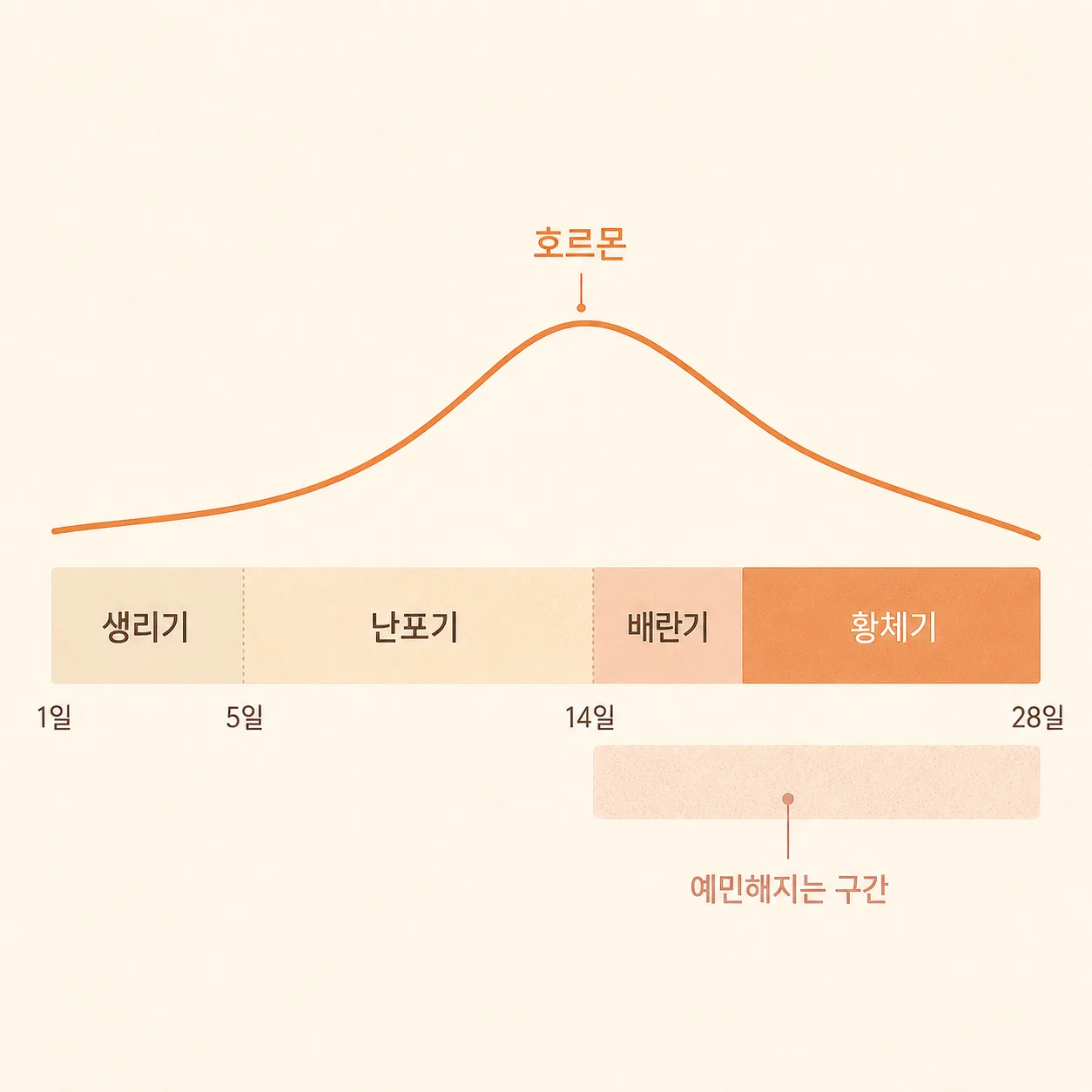 주기 네 구간과 예민해지기 쉬운 시기를 나란히 본 도식