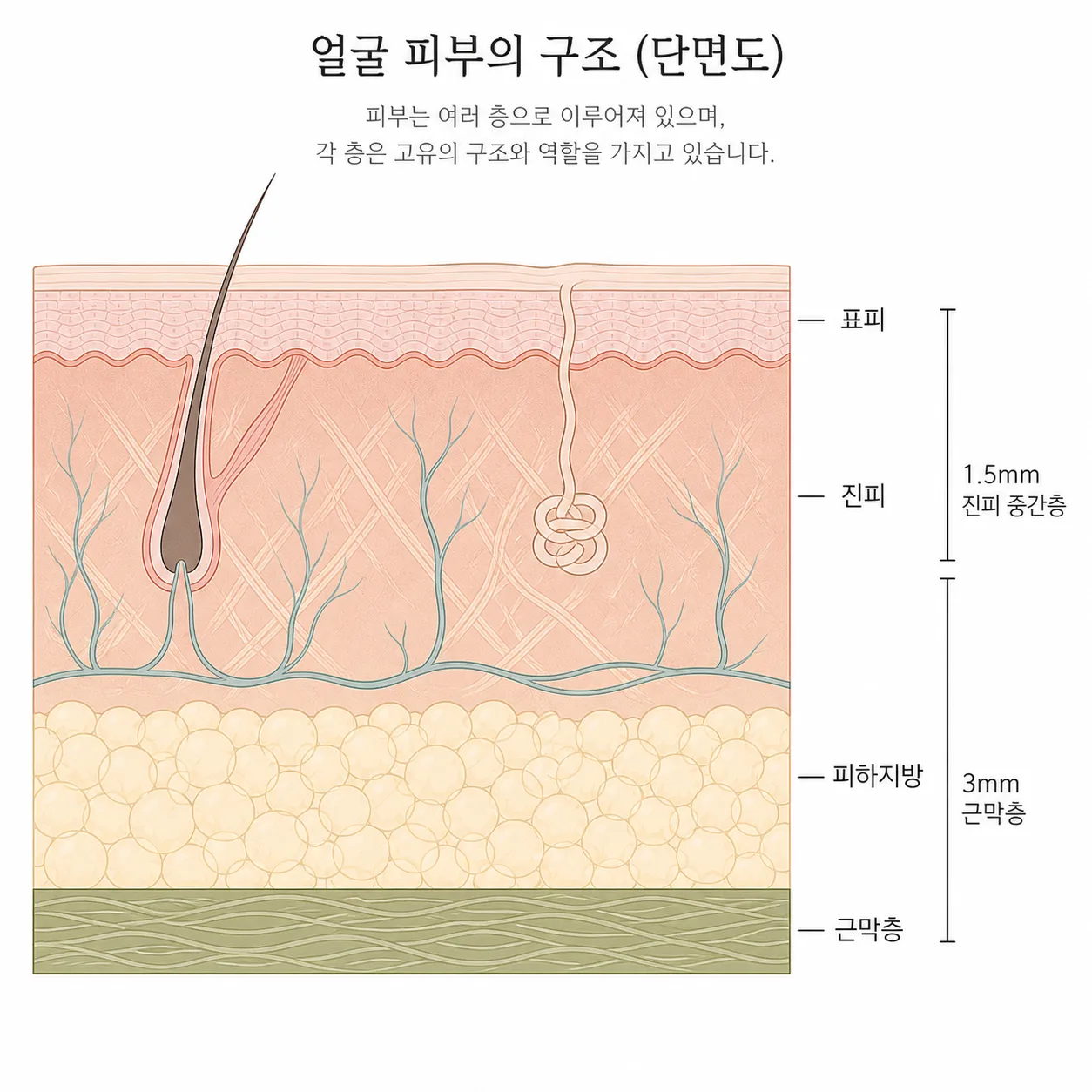 표피부터 근막층까지, 장비마다 겨냥하는 깊이가 달라요