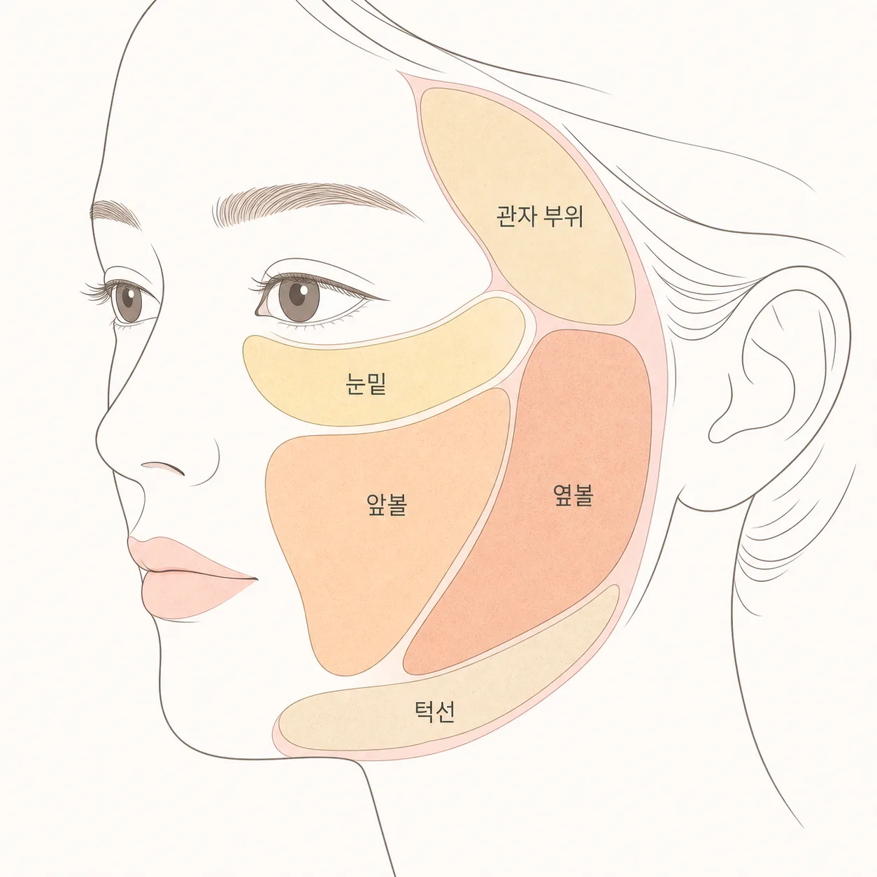 얼굴 지방이 나뉘어 자리 잡은 구역