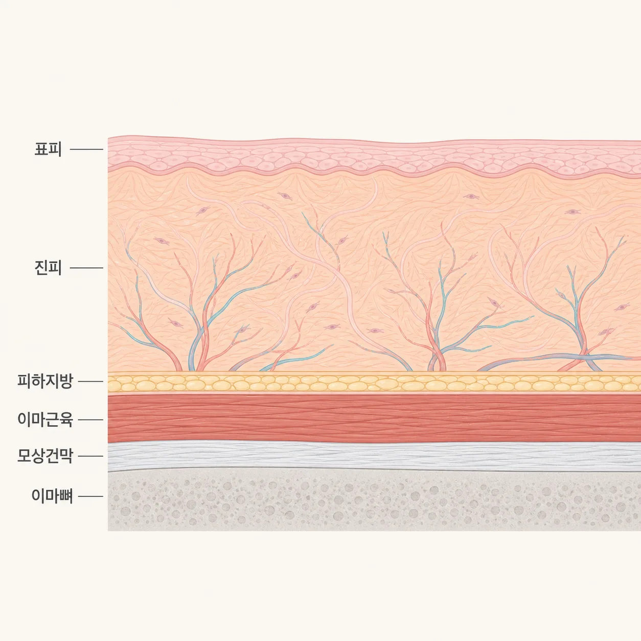 이마에서 층이 쌓여 있는 두께 비율