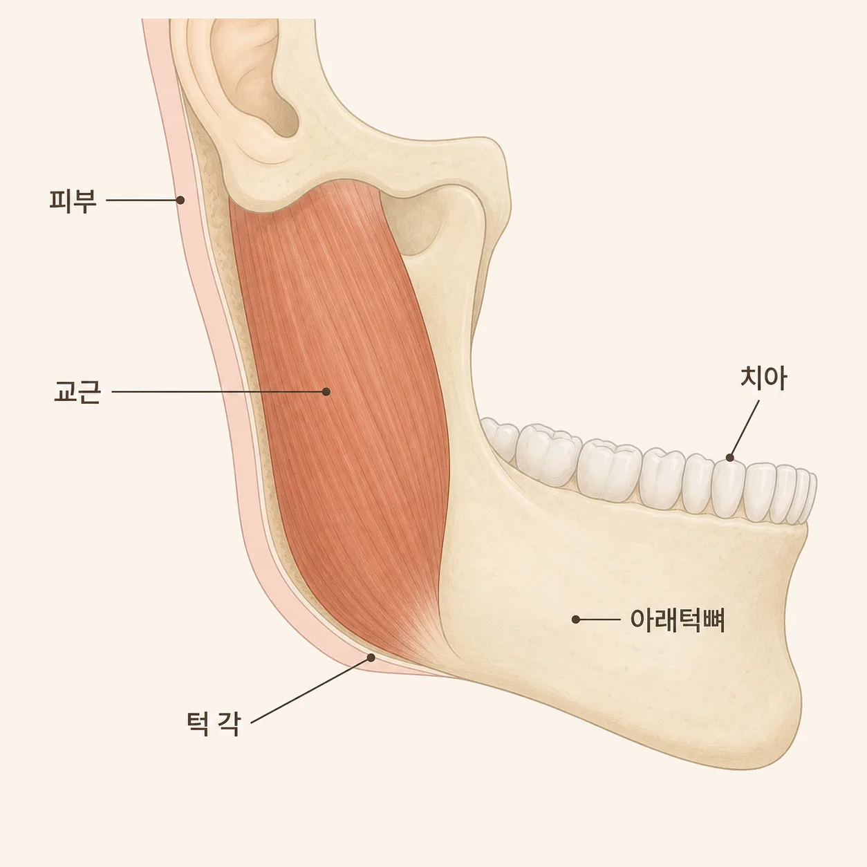 아래턱뼈를 따라 이어지는 교근의 위치