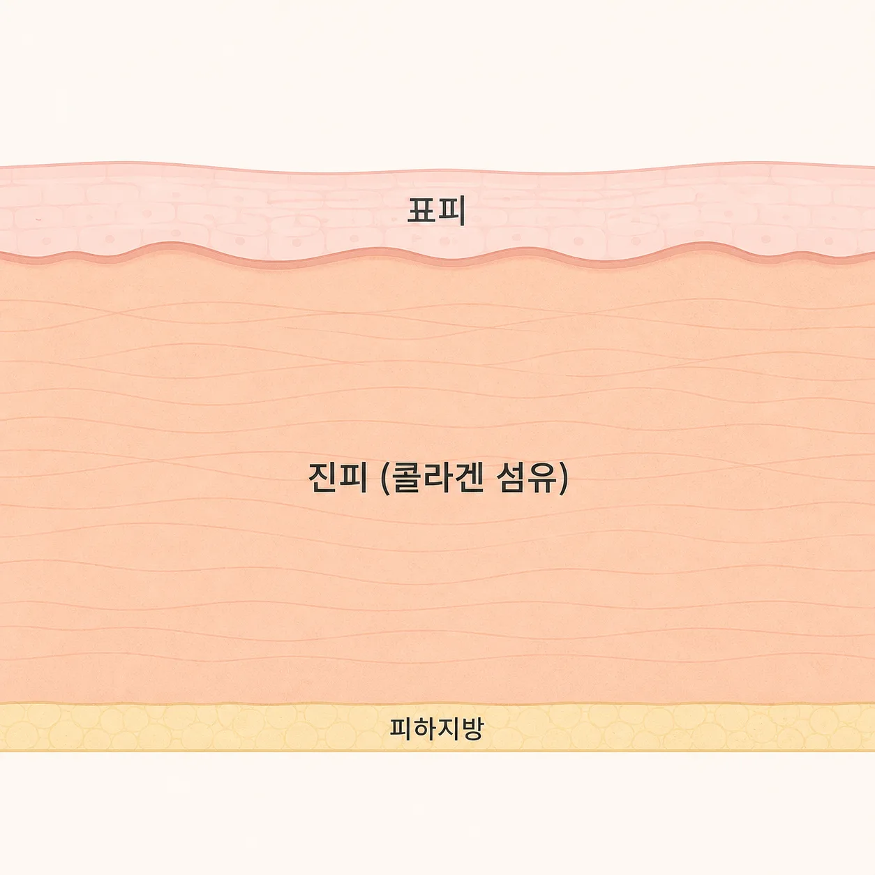 목 부위 피부층 구조 — 진피와 피하지방이 얼굴보다 얇은 편이에요