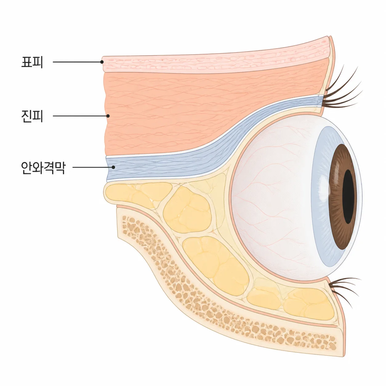 눈가의 얇은 피부층과 안와격막 위치