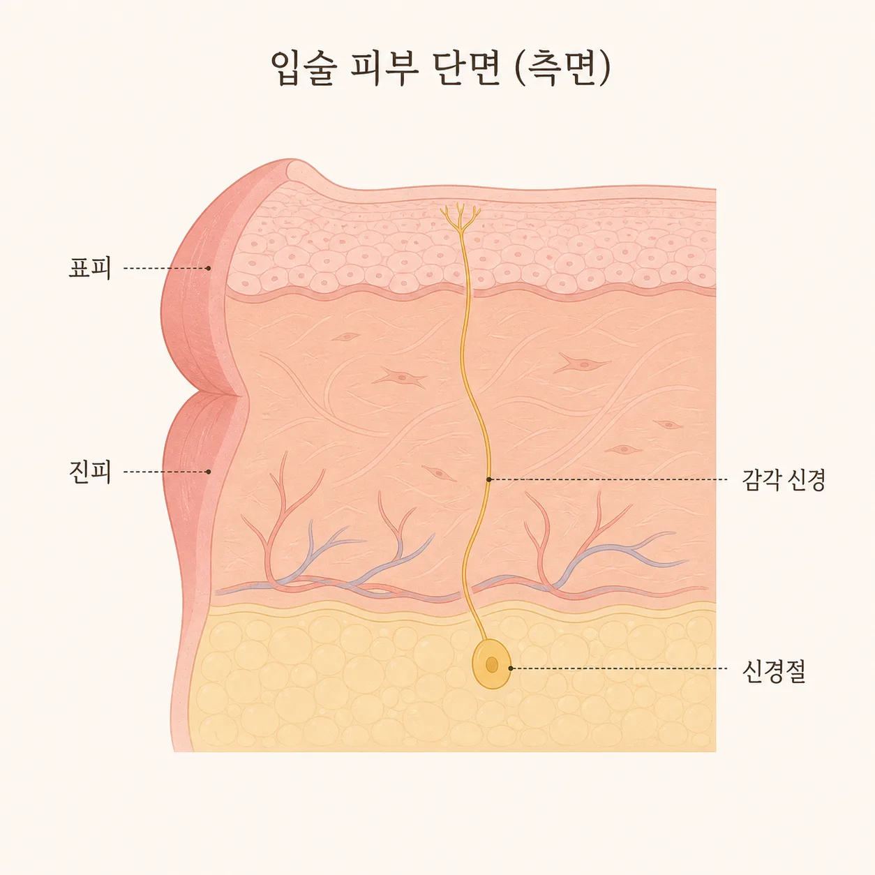 입술 피부와 감각 신경이 이어지는 구조