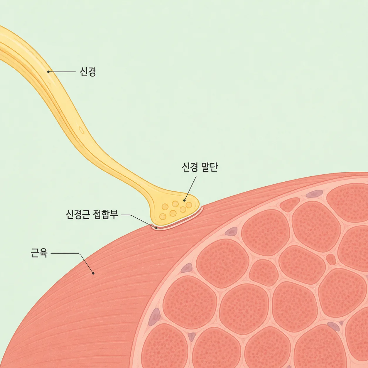 신경과 근육이 만나는 자리를 단순하게 옮긴 그림