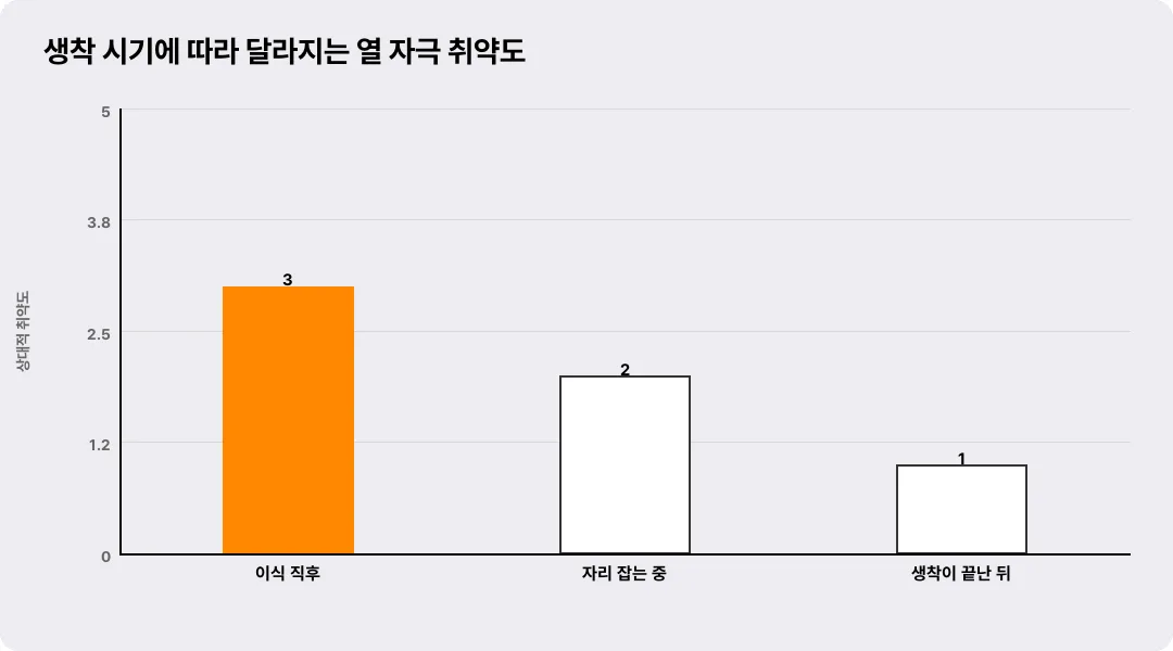 생착 시기에 따라 달라지는 열 자극 취약도