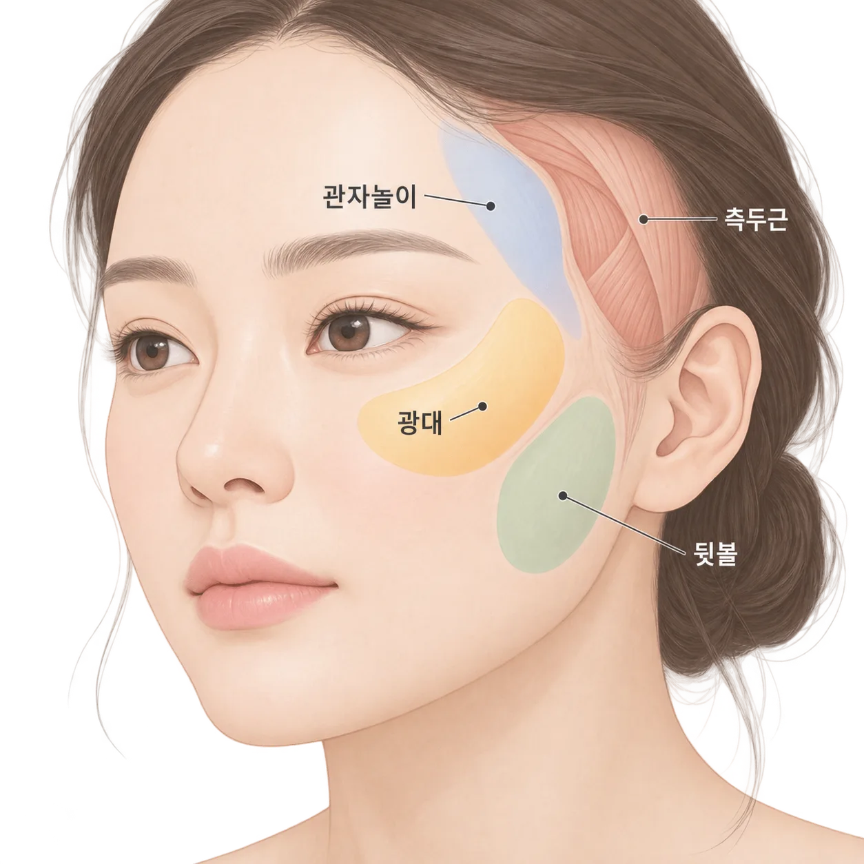 땅콩형 얼굴에서 꺼지는 두 자리와 튀어나온 한 자리