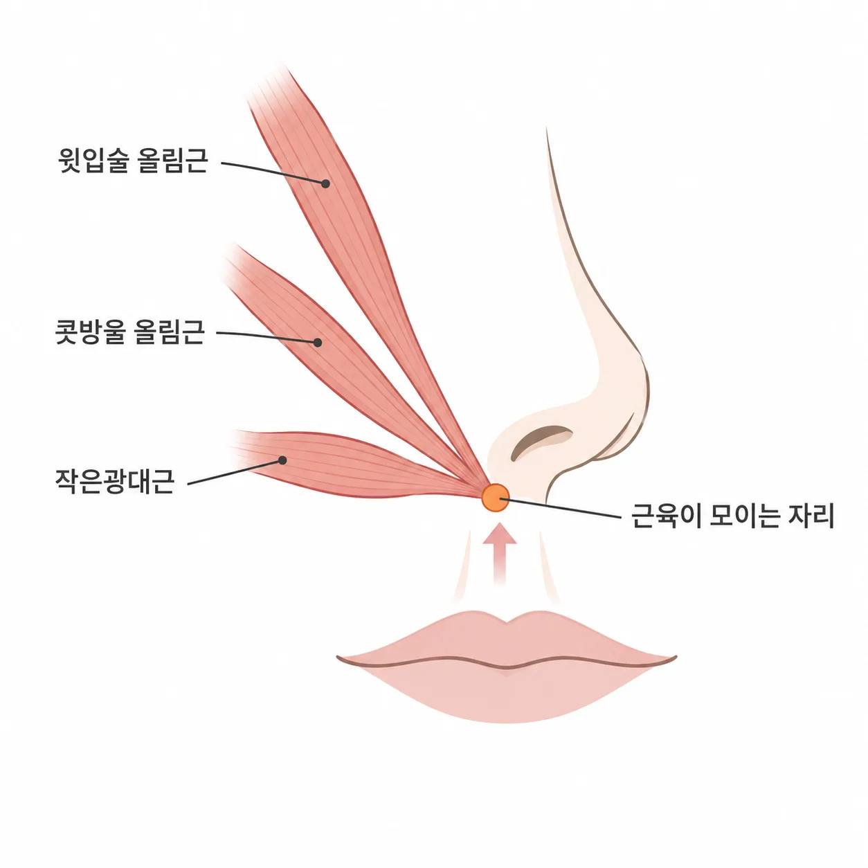 윗입술을 끌어올리는 근육 세 갈래가 모이는 자리예요