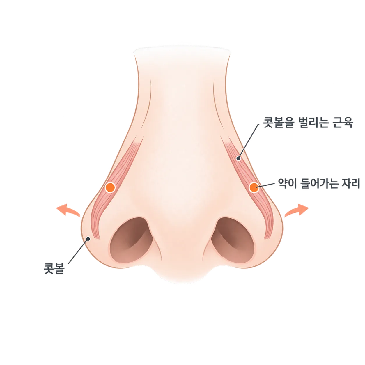 웃을 때 콧볼을 옆으로 벌리는 작은 근육이 있는 자리예요