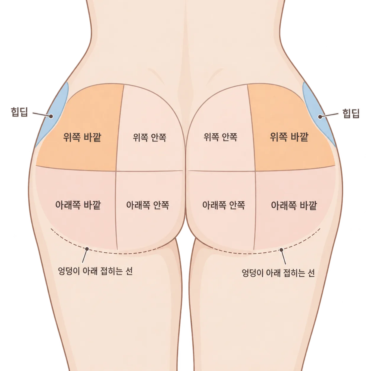 엉덩이를 네 구역으로 나눠 보면 먼저 채울 자리와 따로 볼 자리가 갈려요