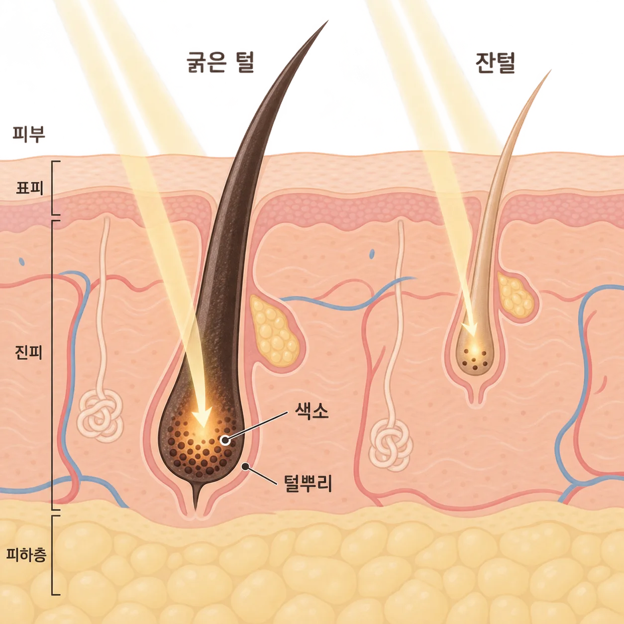 색이 진한 털은 빛을 많이 받아들이고, 옅은 잔털은 받아들이는 빛이 적어요