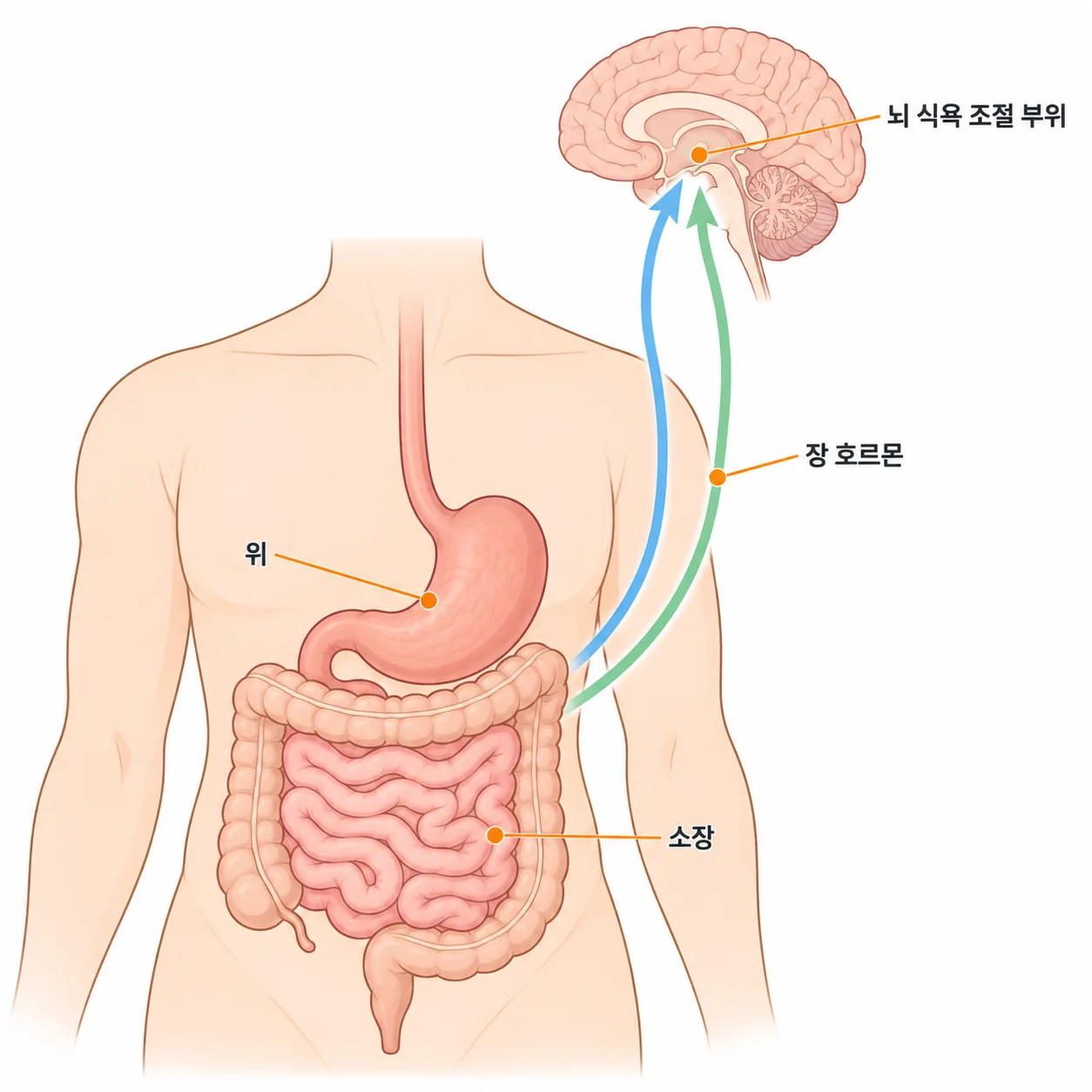 장에서 나온 호르몬이 뇌에 배부름을 알리는 길이에요
